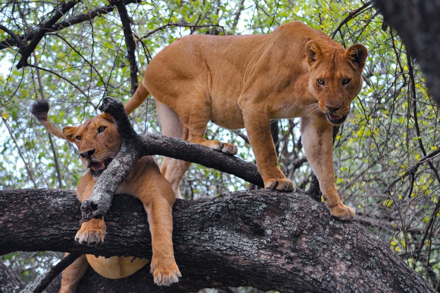 Lake Manyara