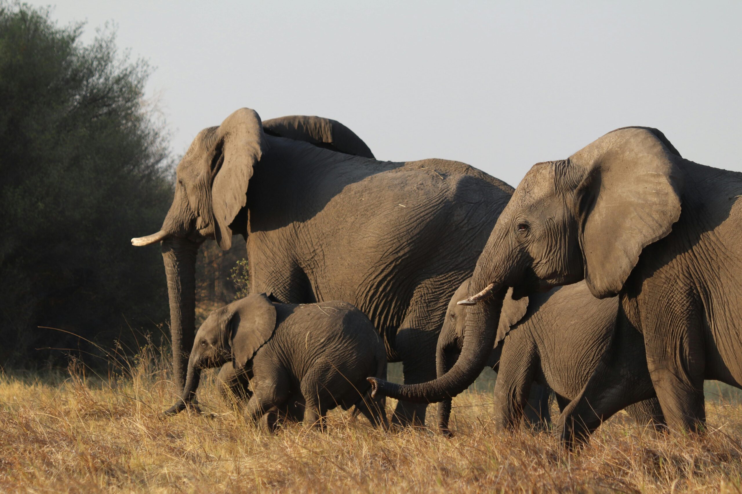 Tarangire National Park