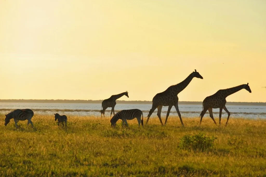 9-Day Tanzania Safari & Zanzibar