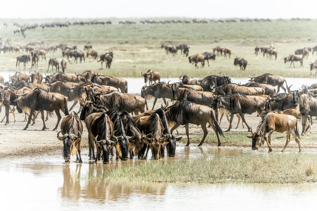 3-Day Serengeti & Ngorongoro Safari