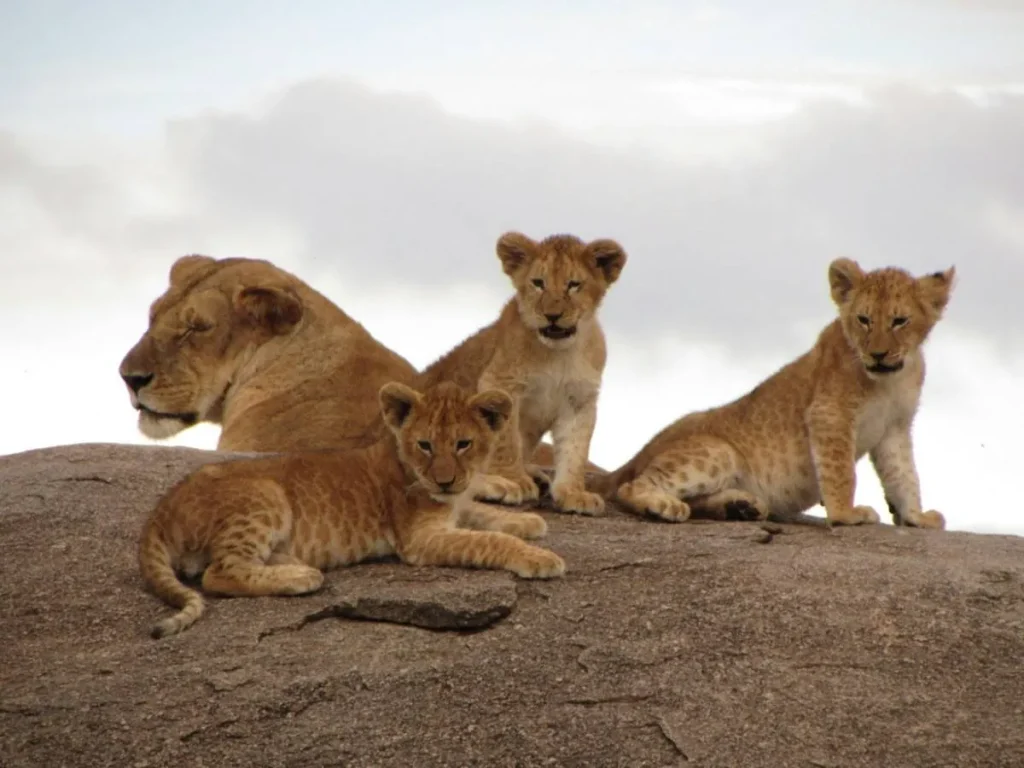 6-Day Northern Tanzania Safari Parks